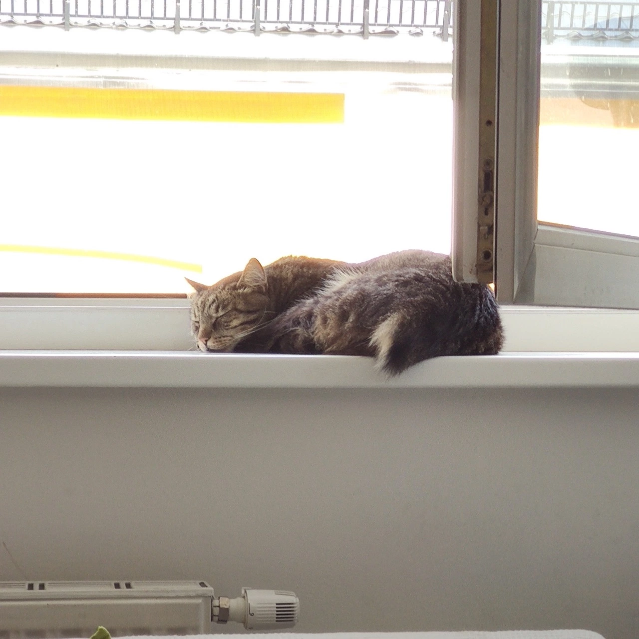 Cat sleeping on Window